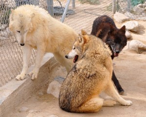 wana-denali-and-takaani